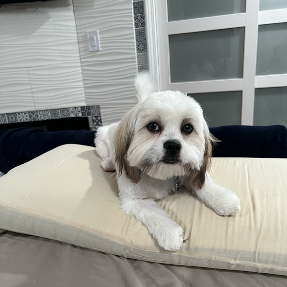 Meet your Posher, Michelle - Picture 3 of 9